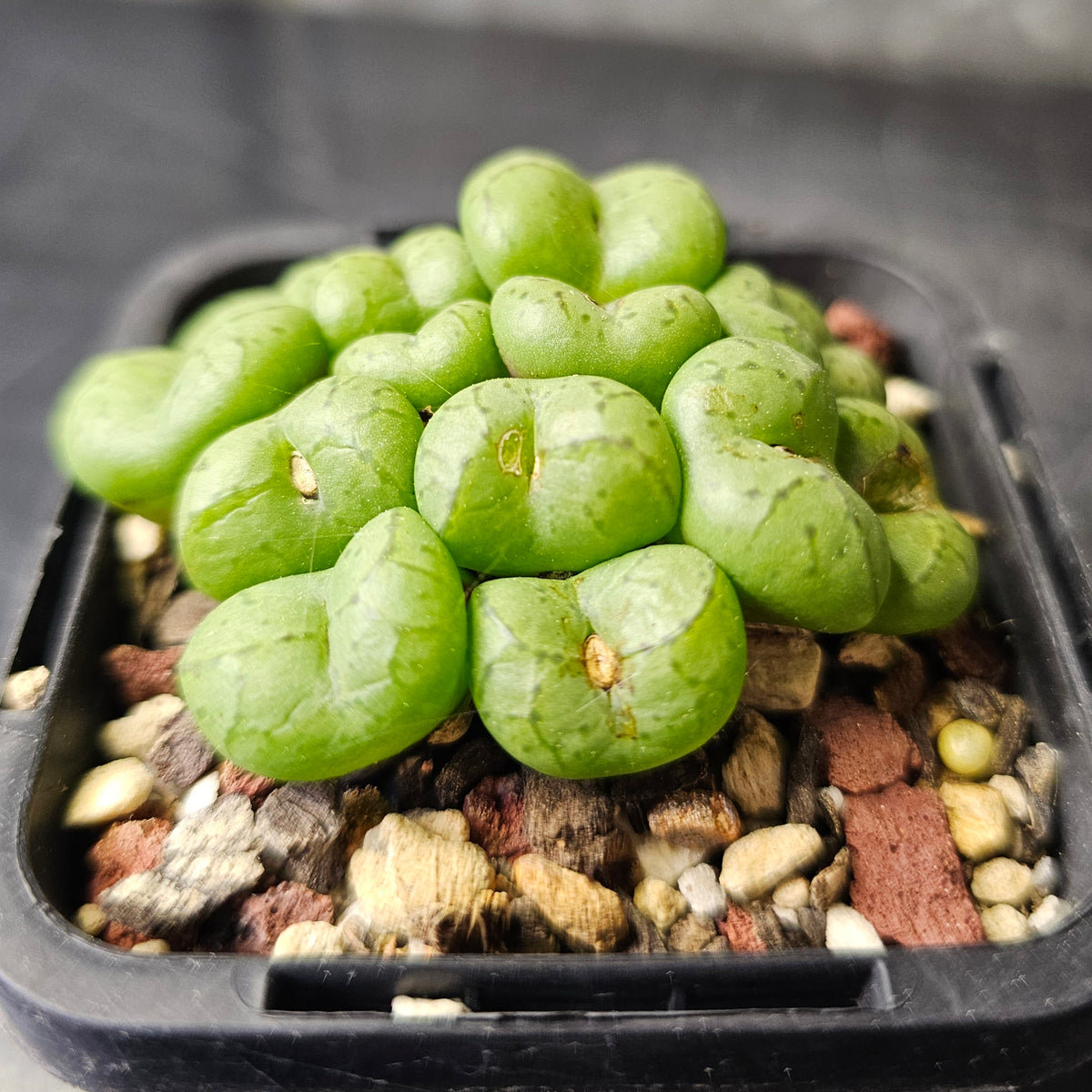 Conophytum obcordellum 'lambertense' (SB626)