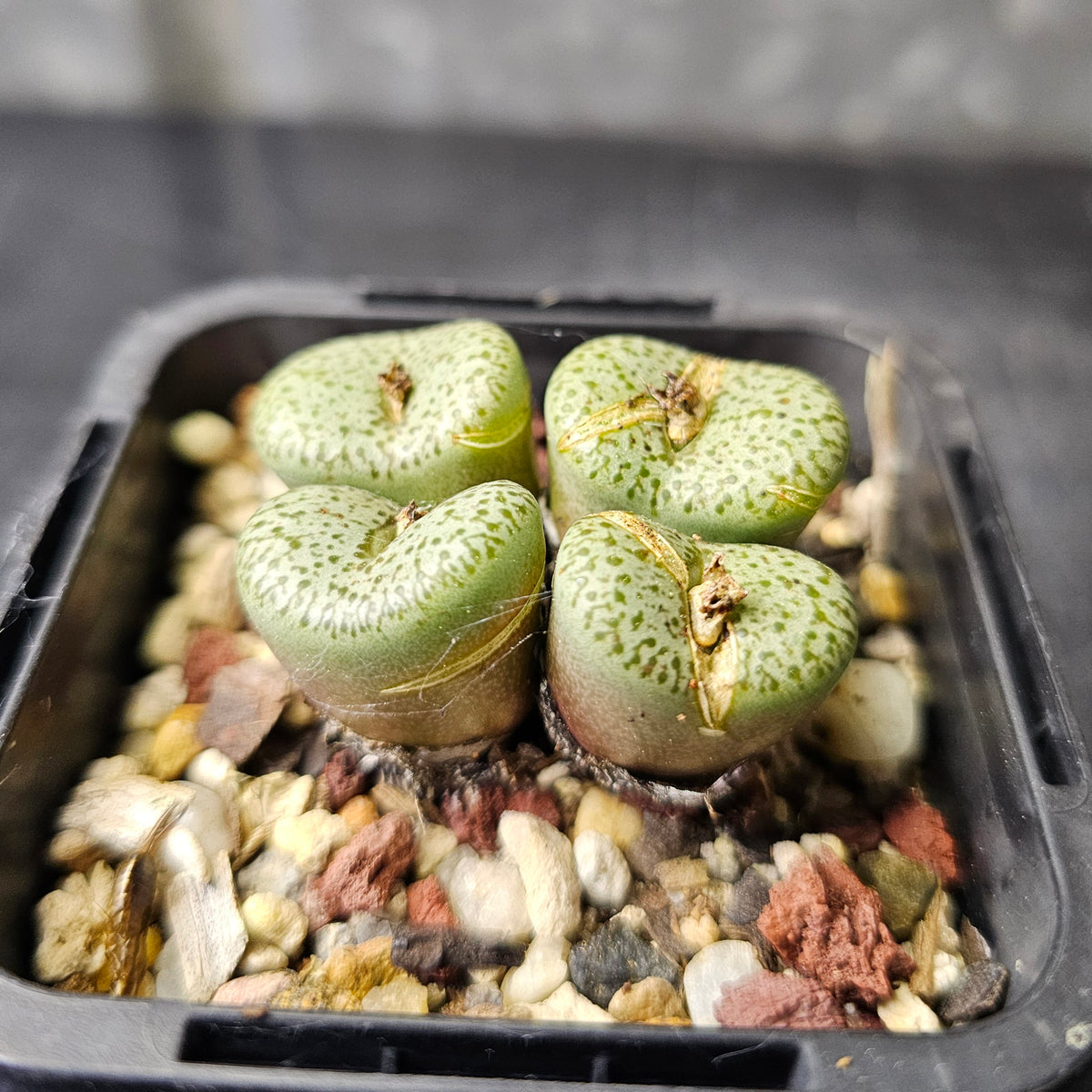 Conophytum obcordellum ssp. stenandrum LAV28279