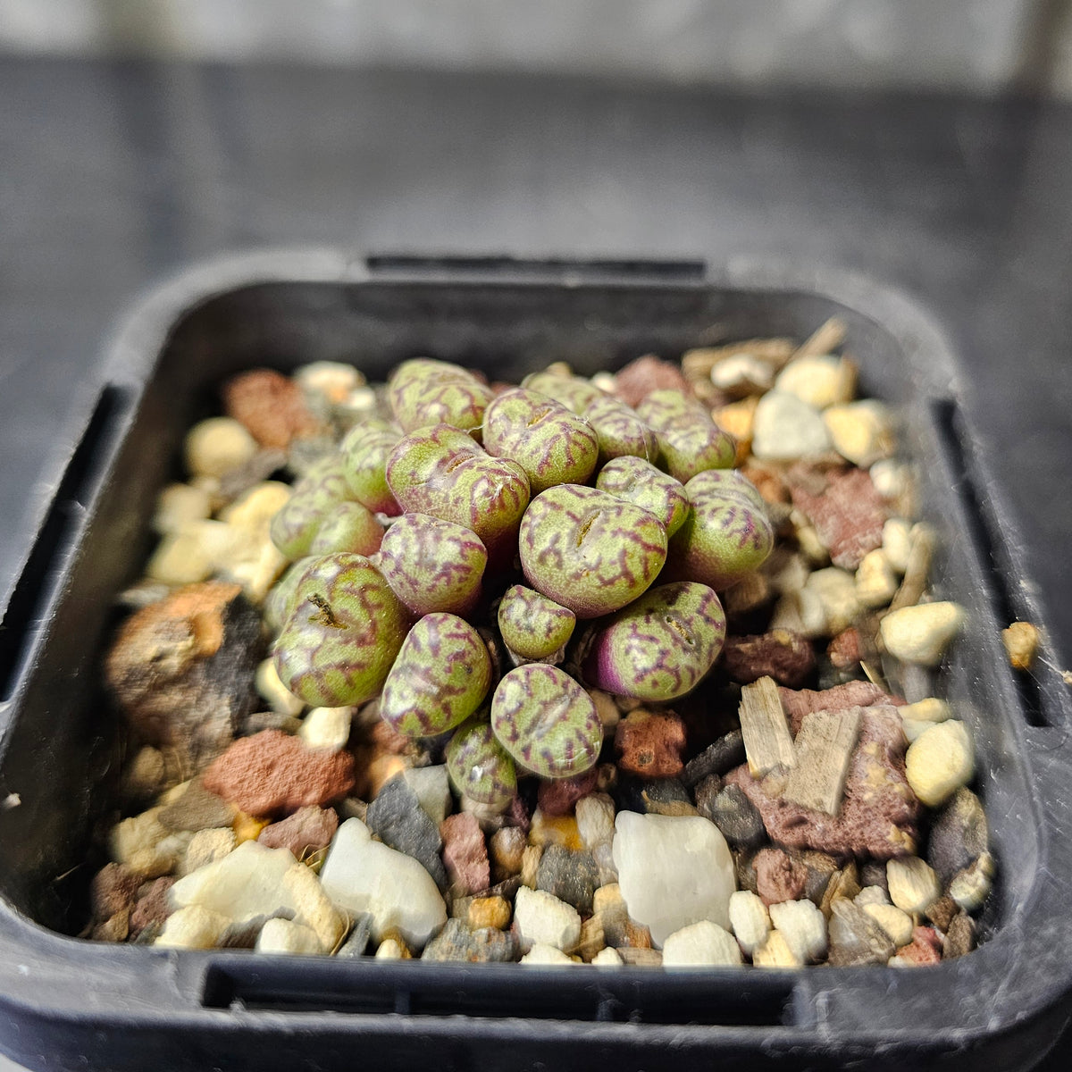 Conophytum obcordellum ssp. rolfii RR1003