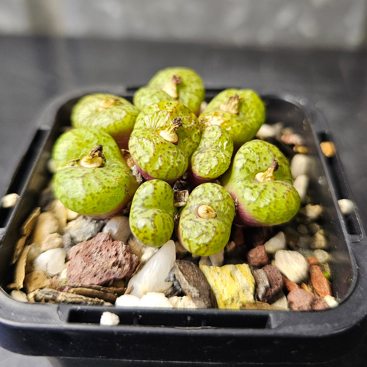 Conophytum obcordellum 'multicolor' (SB1193)