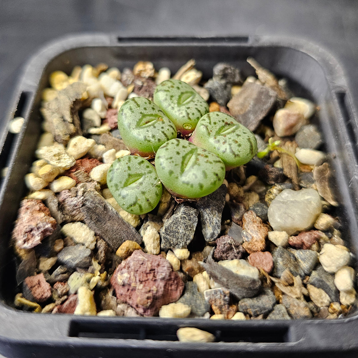 Conophytum obcordellum 'spectabile'