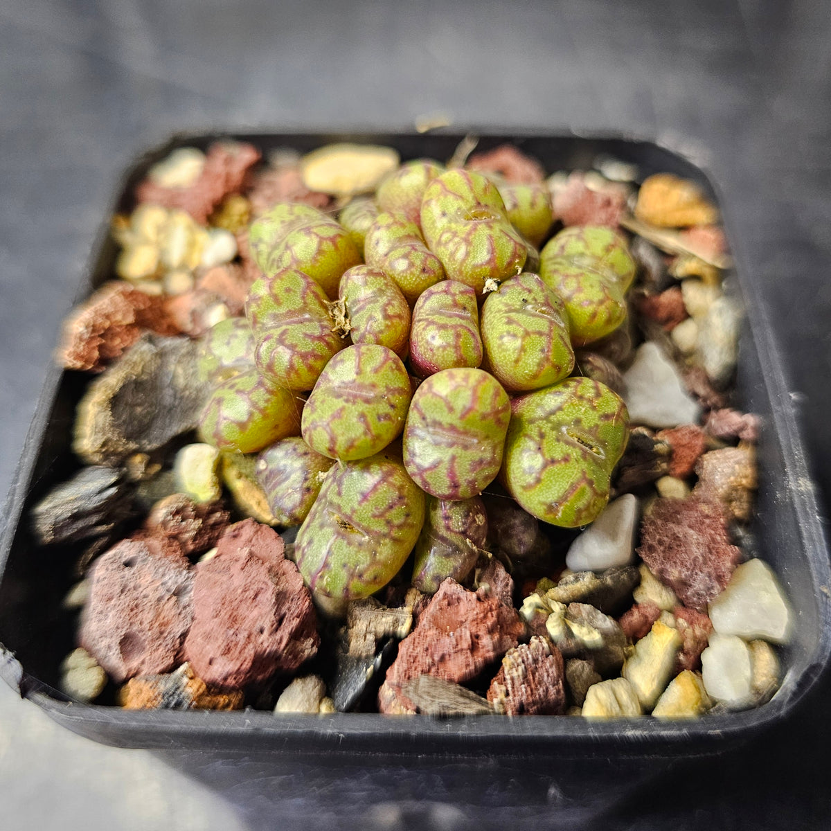 Conophytum obcordellum ssp. rolfii RR1003 (larger)
