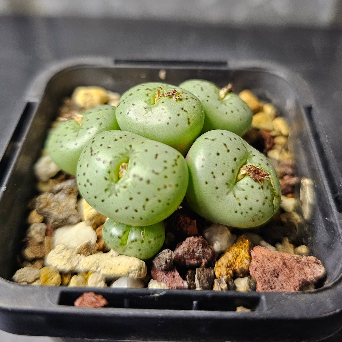 Conophytum obcordellum (mint green)