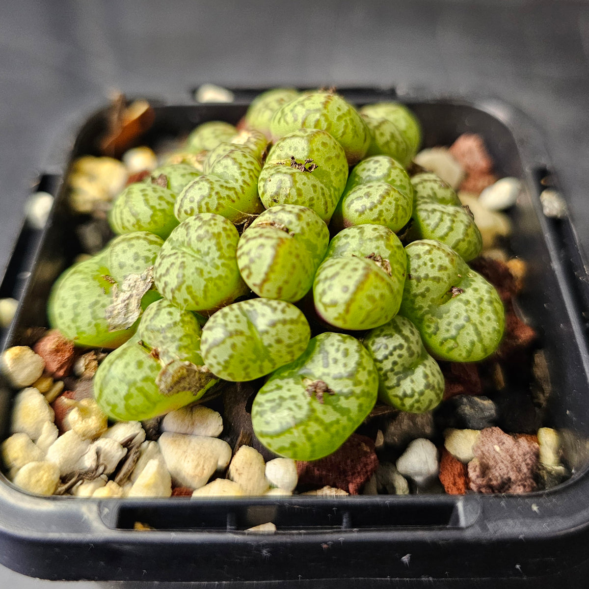Conophytum obcordellum 'multicolor' SB1193 (larger)