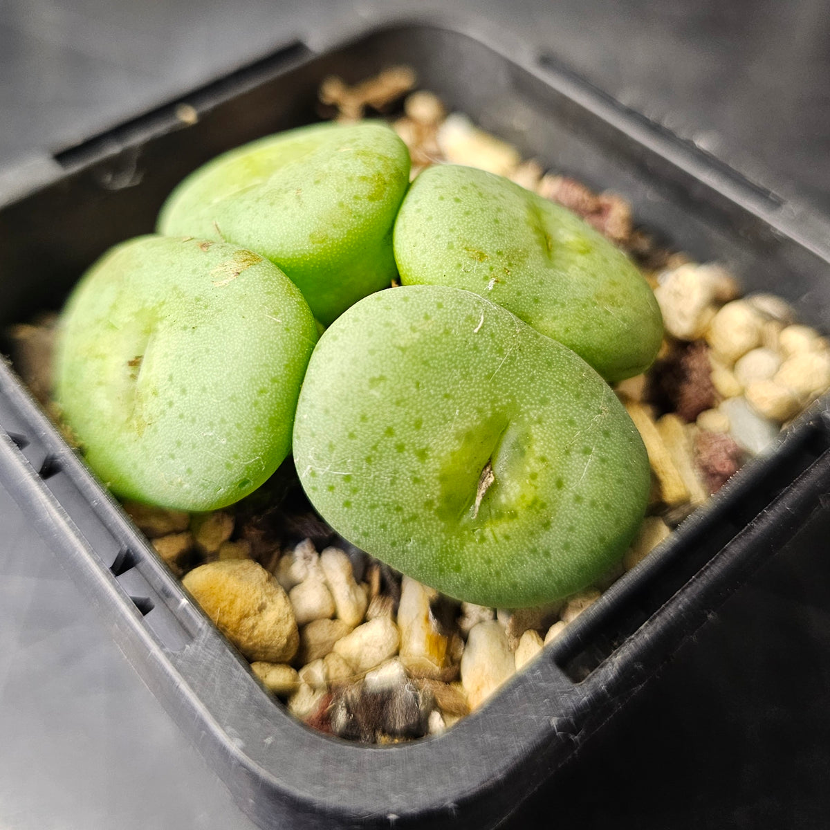 Conophytum jucundum (SB1114)