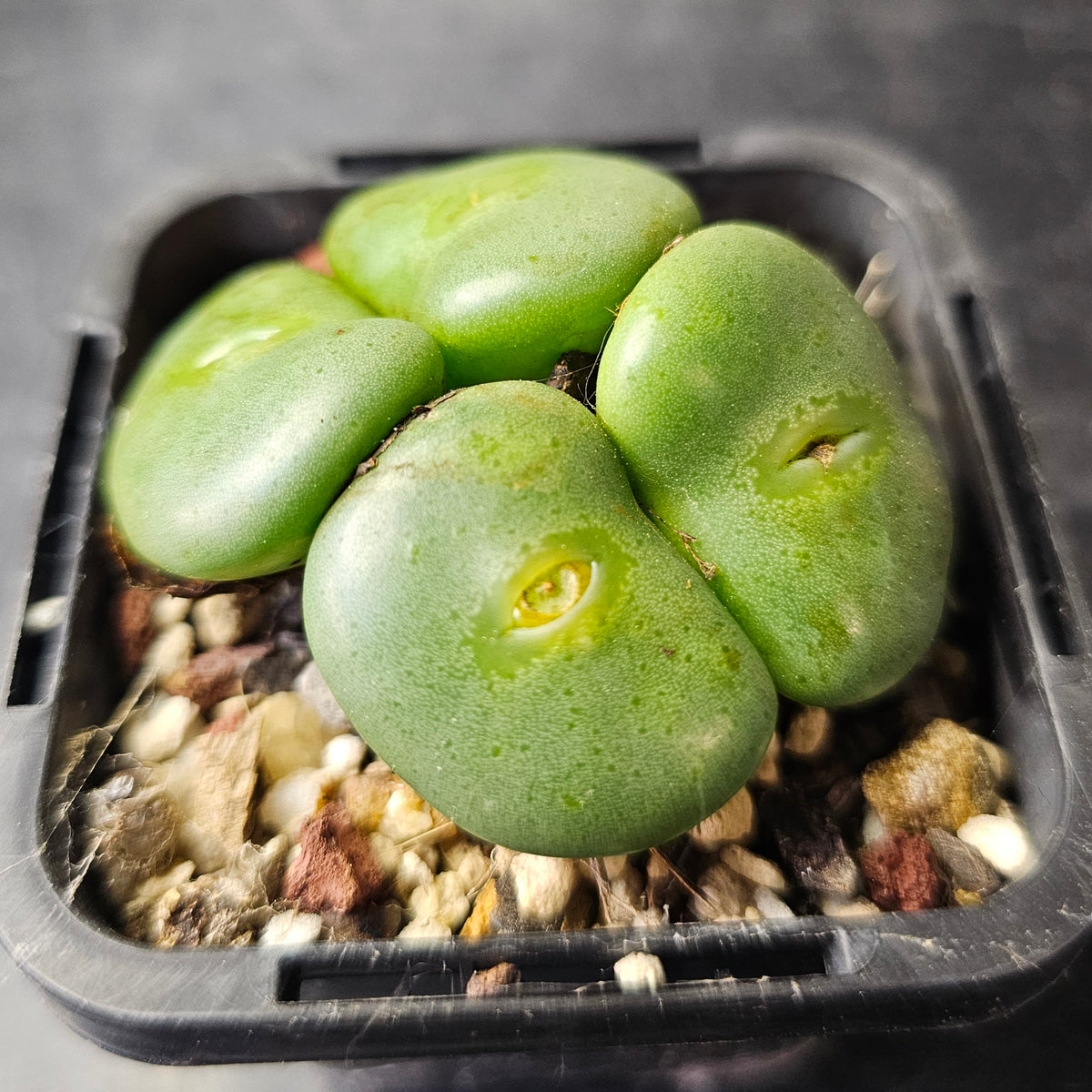 Conophytum wettsteinii SB2205