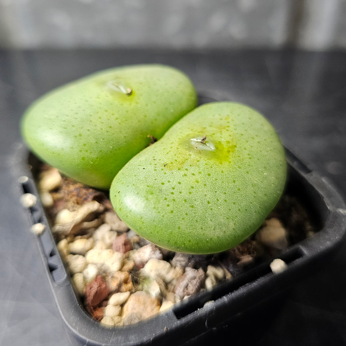 Conophytum wettsteinii RR430