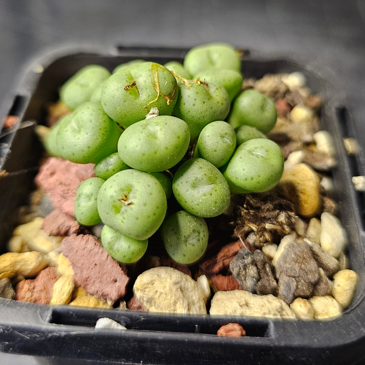 Conophytum minutum