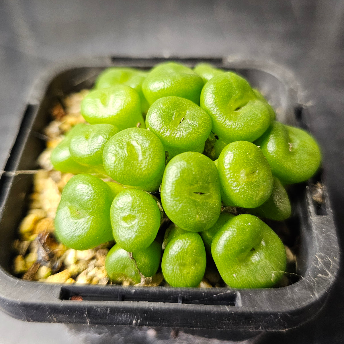 Conophytum ectypum SB2361