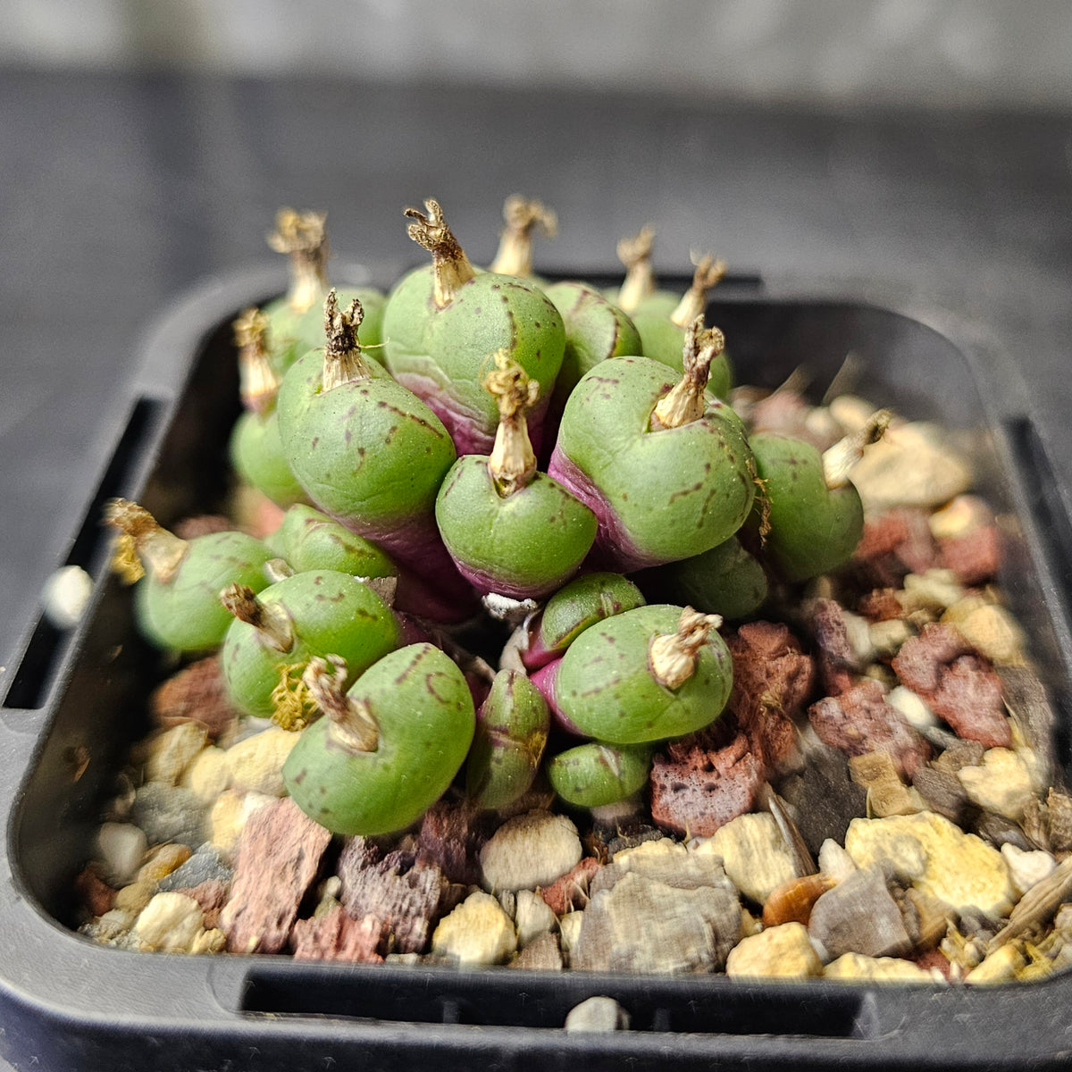 Conophytum uviforme 'stipitatum'