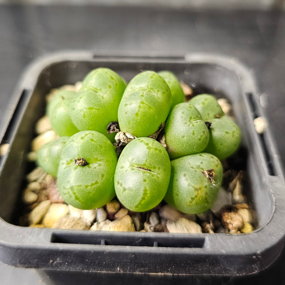 Conophytum uviforme (N Vanrhynsdorp)