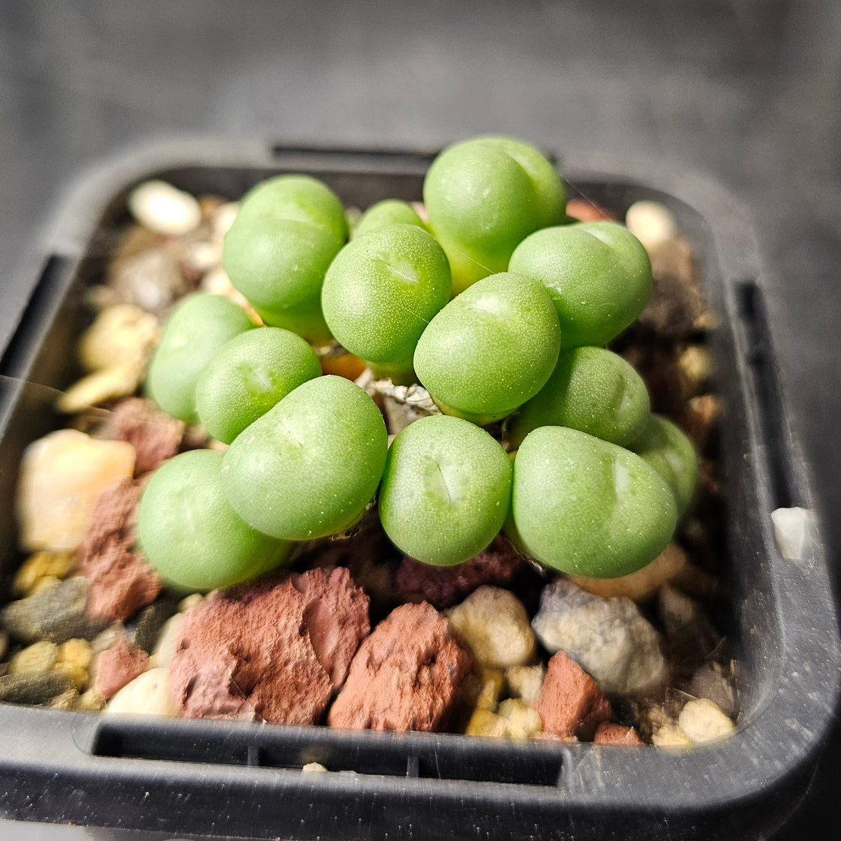 Conophytum minutum SB2238