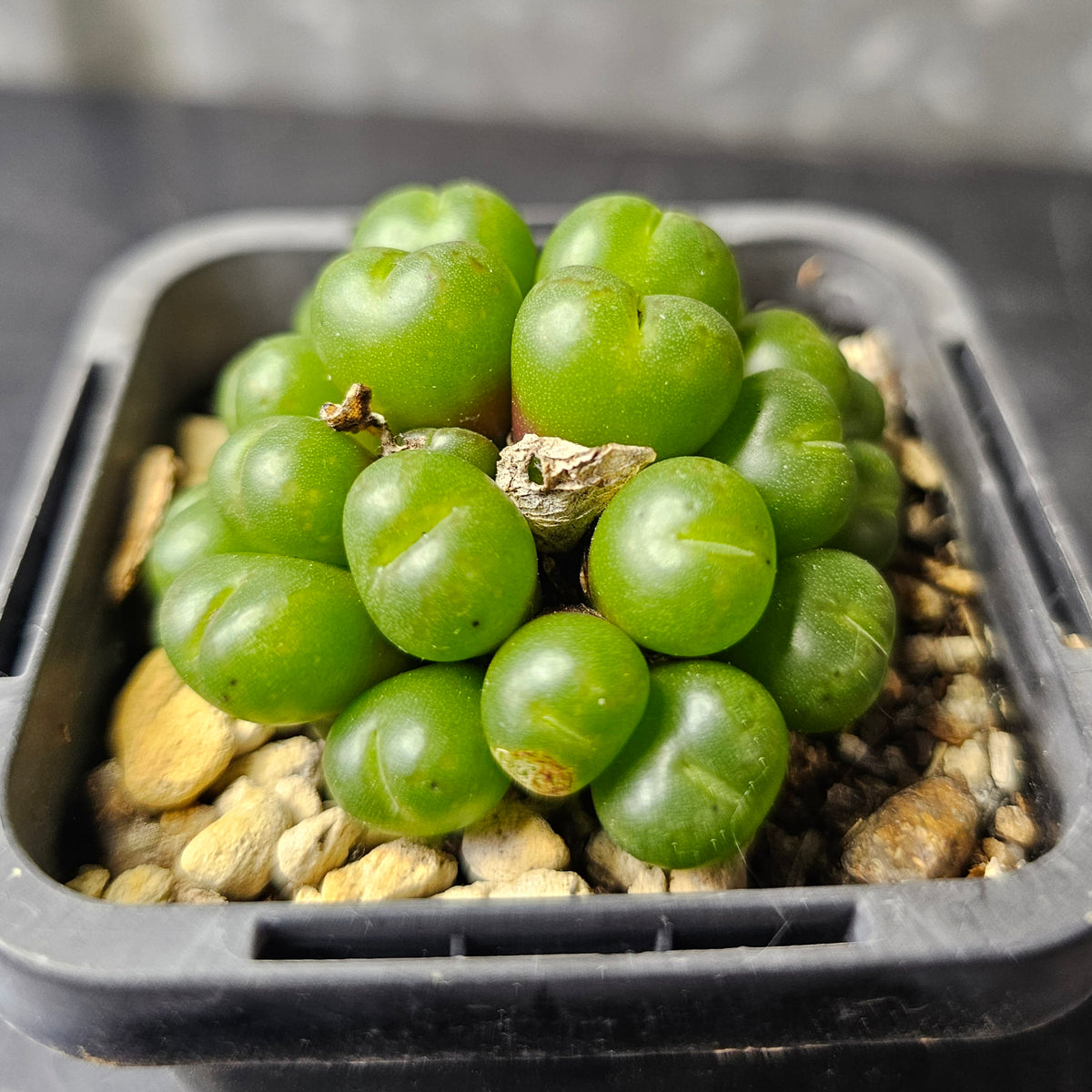 Conophytum uviforme (RR622)