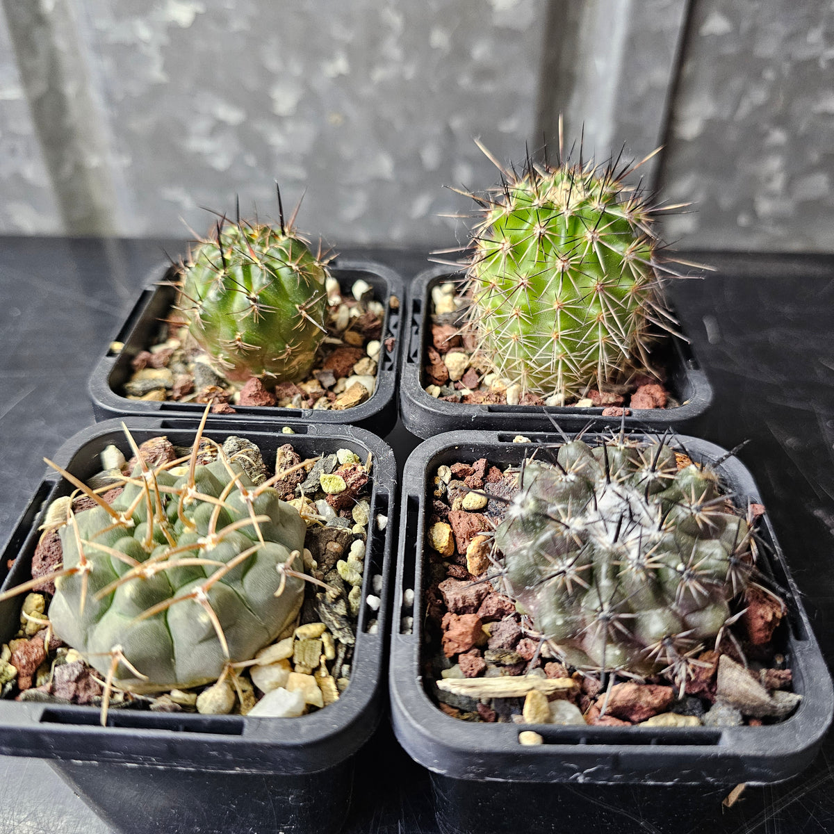 Cactus Bundle – 4 Plants (Variety Pack)