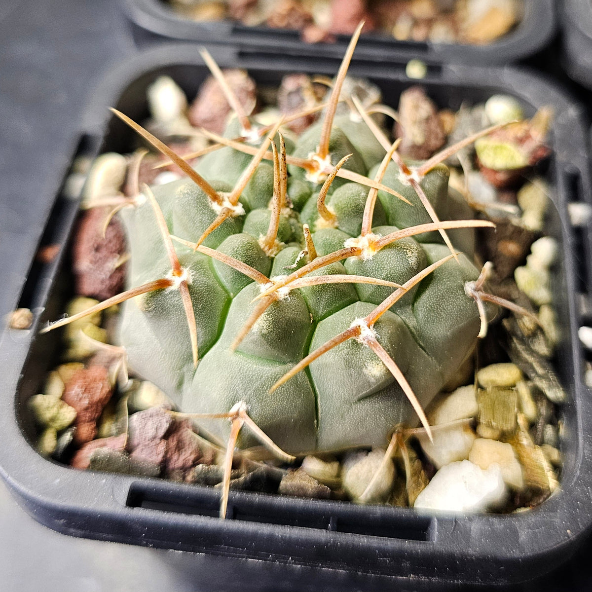 Cactus Bundle – 4 Plants (Variety Pack)