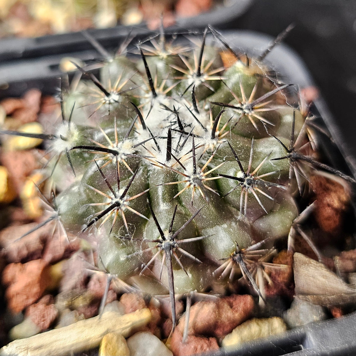 Cactus Bundle – 4 Plants (Variety Pack)