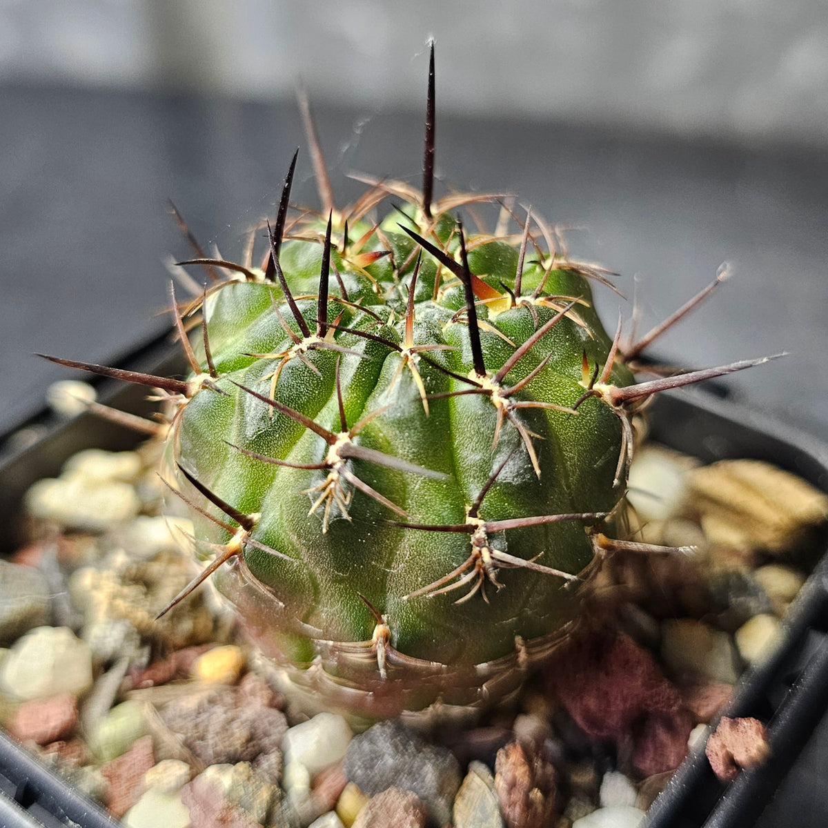 Cactus Bundle – 4 Plants (Variety Pack)