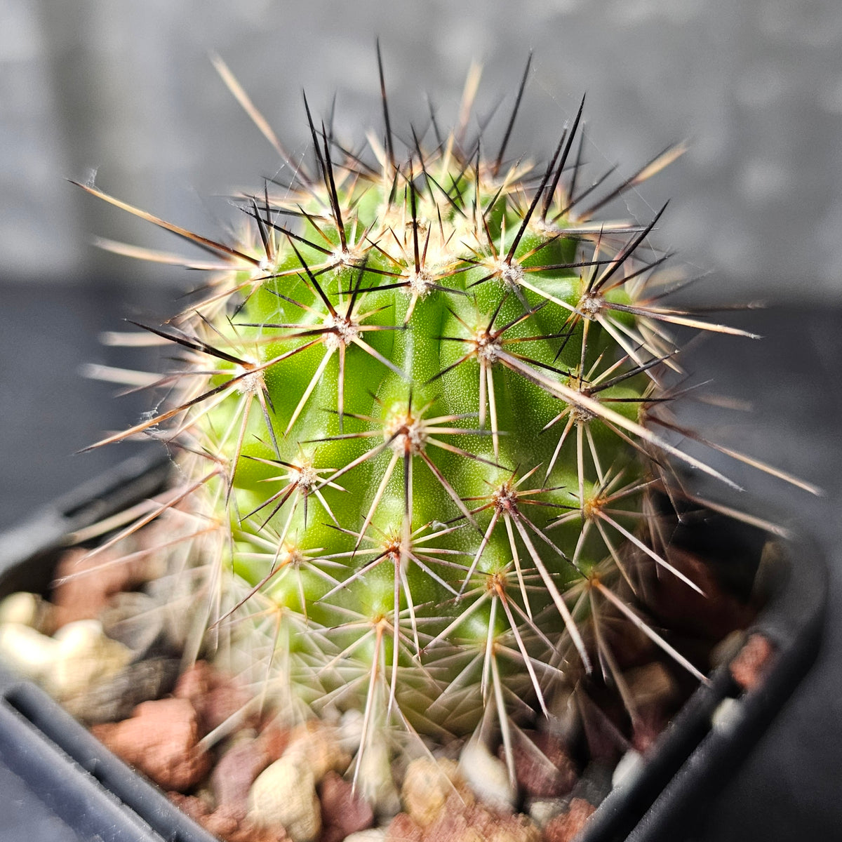 Cactus Bundle – 4 Plants (Variety Pack)