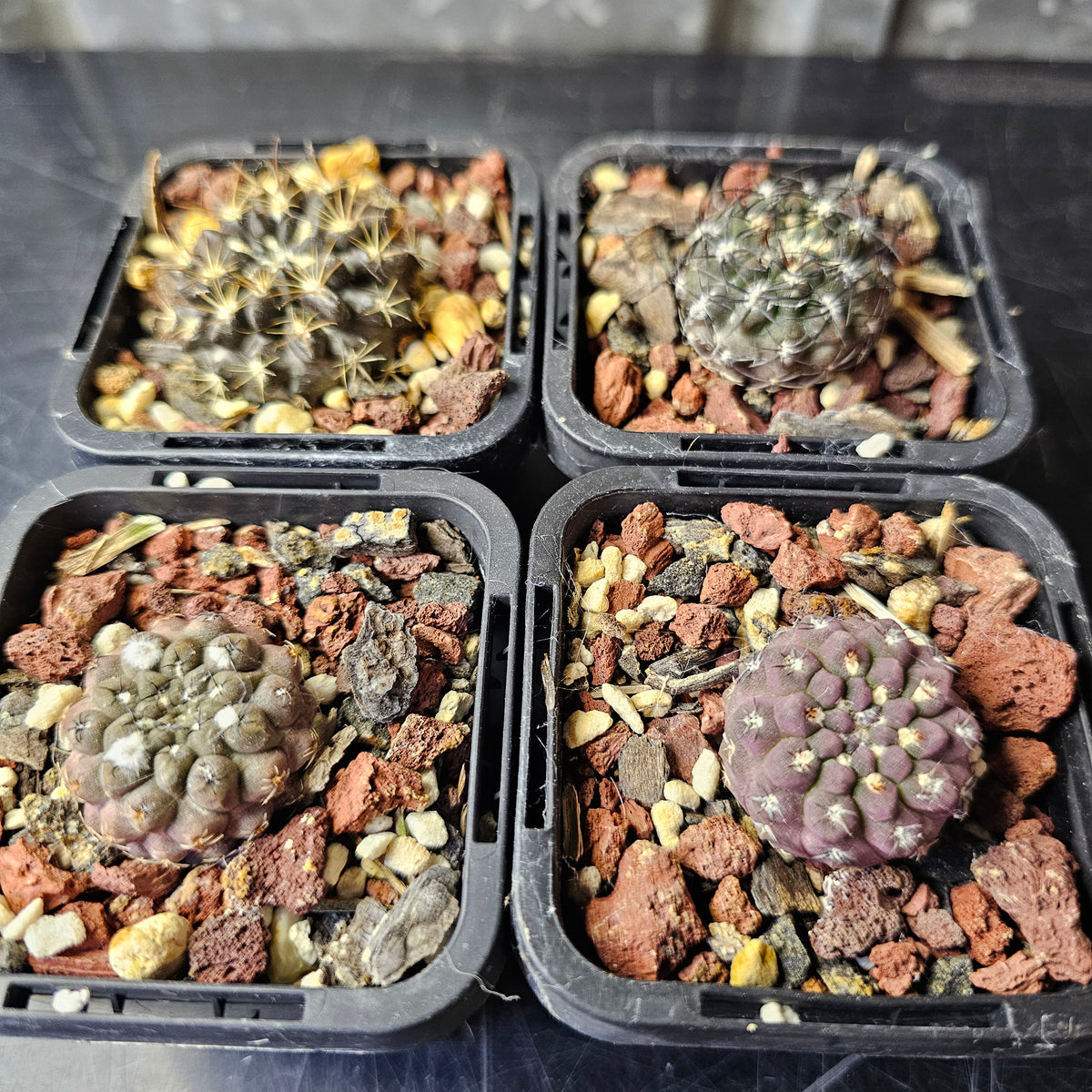 Cactus Bundle – 4 Plants (Eriosyce Select Hybrids)