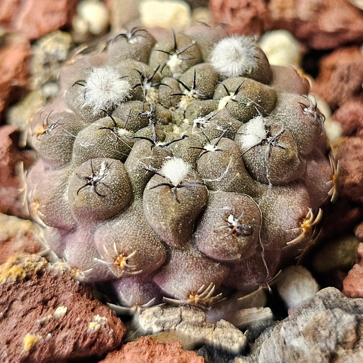 Cactus Bundle – 4 Plants (Eriosyce Select Hybrids)
