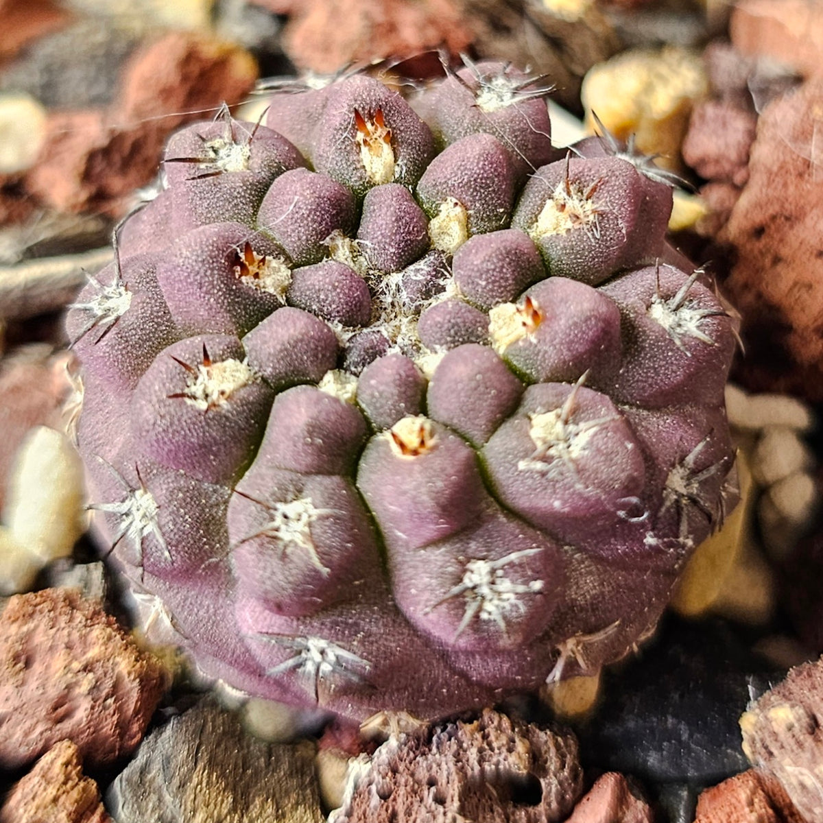 Cactus Bundle – 4 Plants (Eriosyce Select Hybrids)