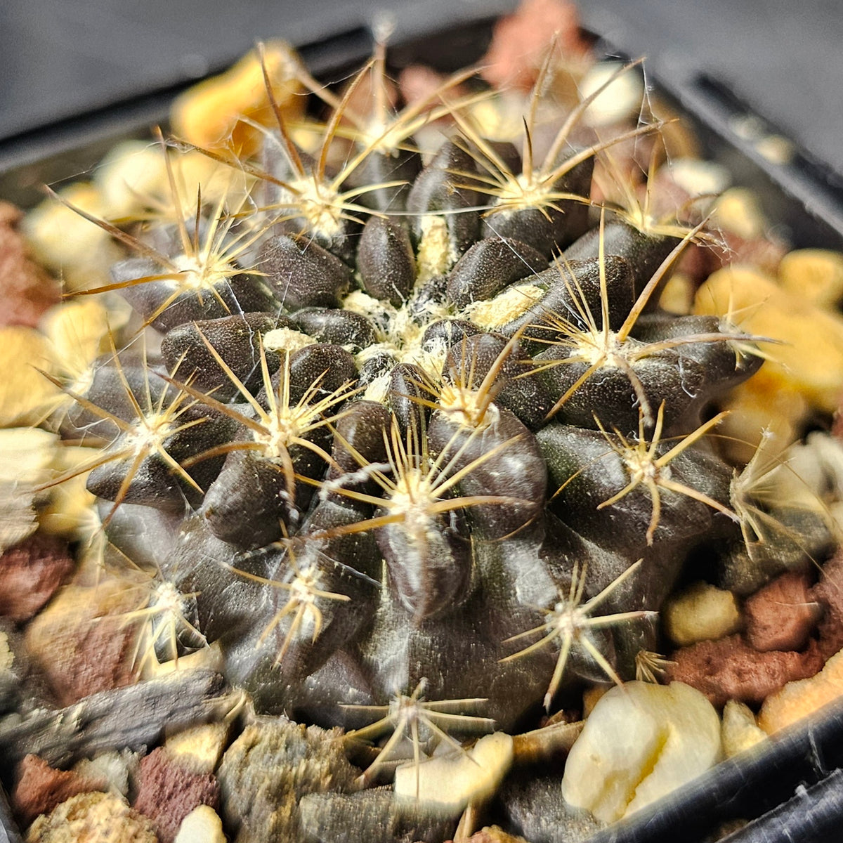Cactus Bundle – 4 Plants (Eriosyce Select Hybrids)