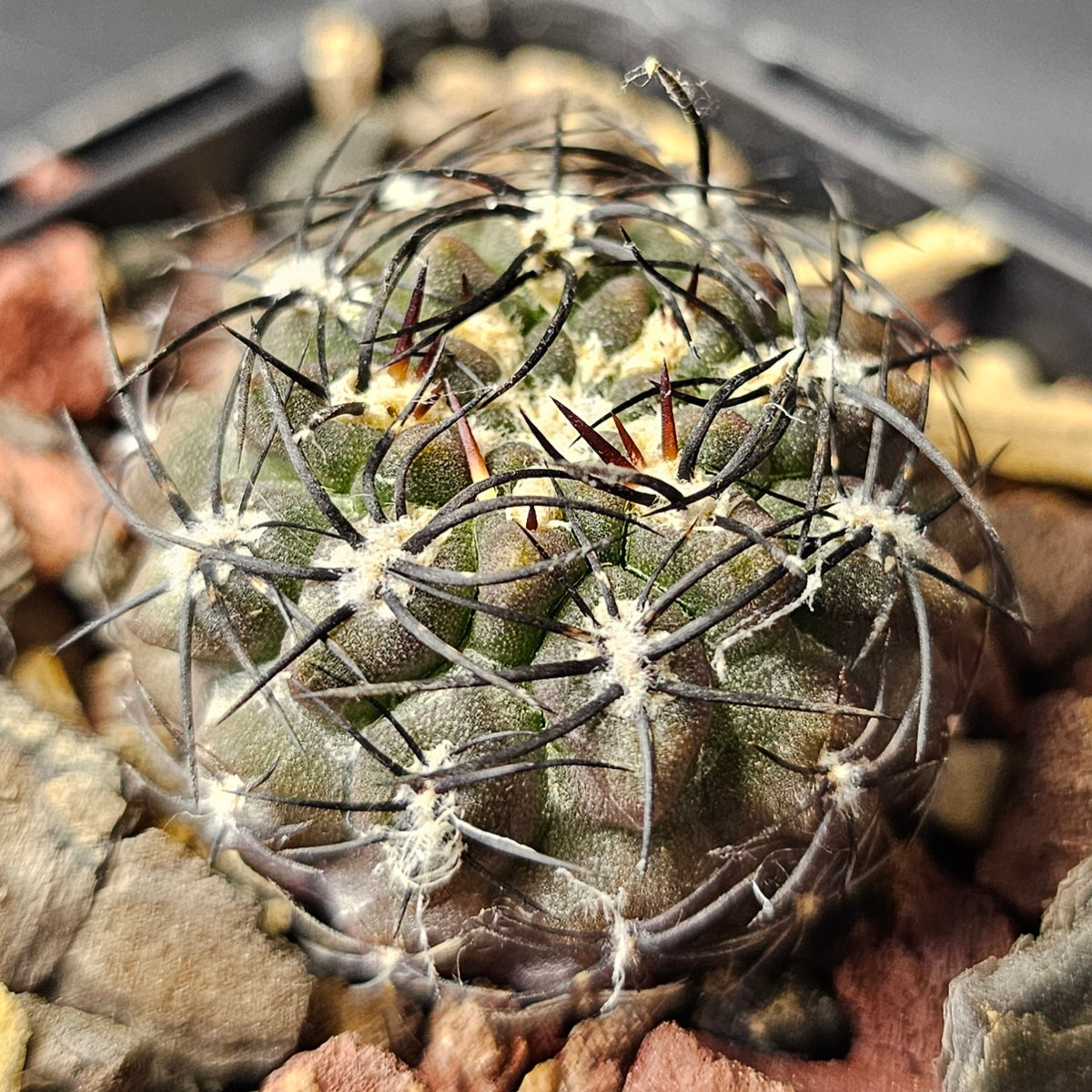 Cactus Bundle – 4 Plants (Eriosyce Select Hybrids)