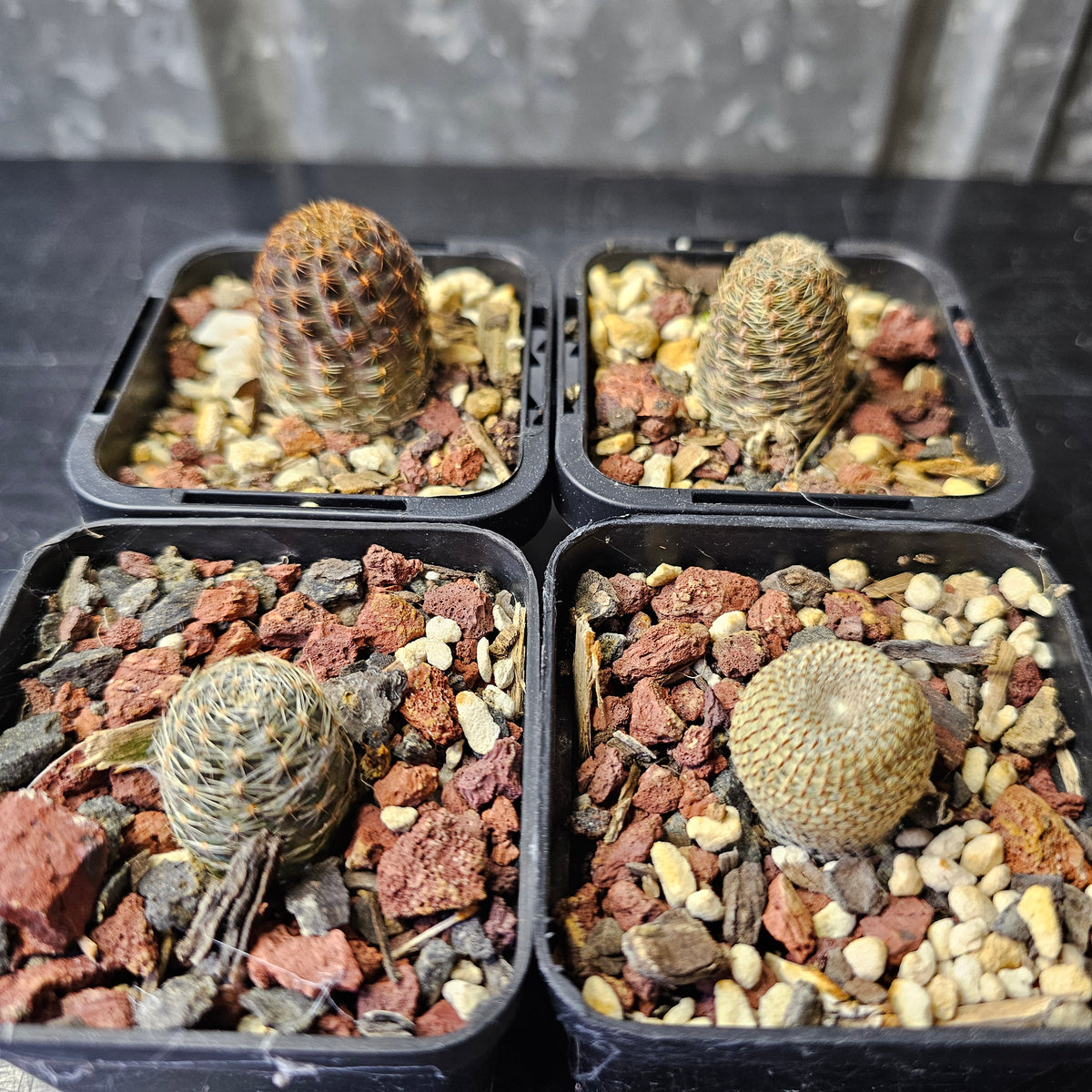Cactus Bundle – 4 Plants (Radiant Rebutia)