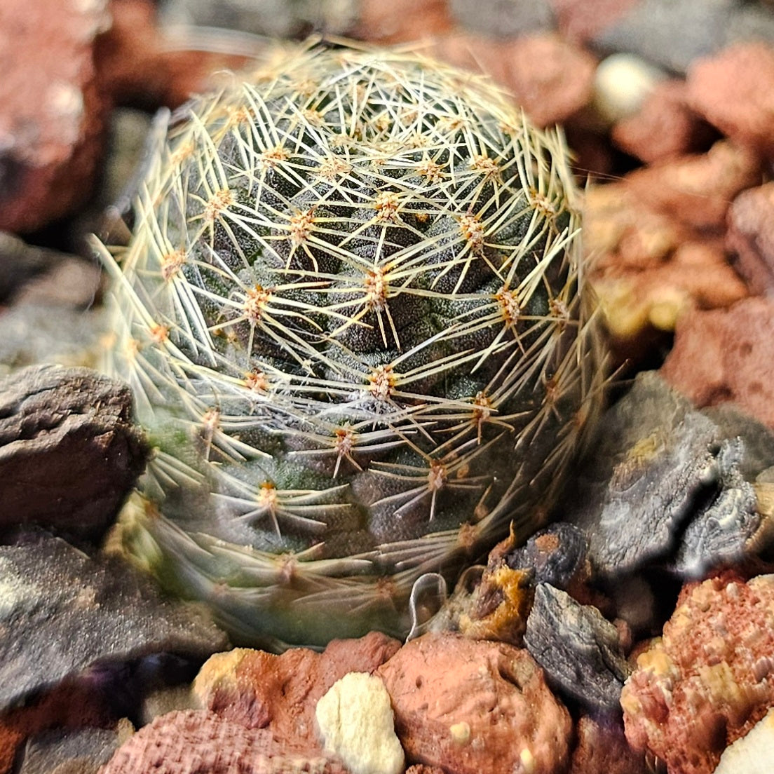 Cactus Bundle – 4 Plants (Radiant Rebutia)