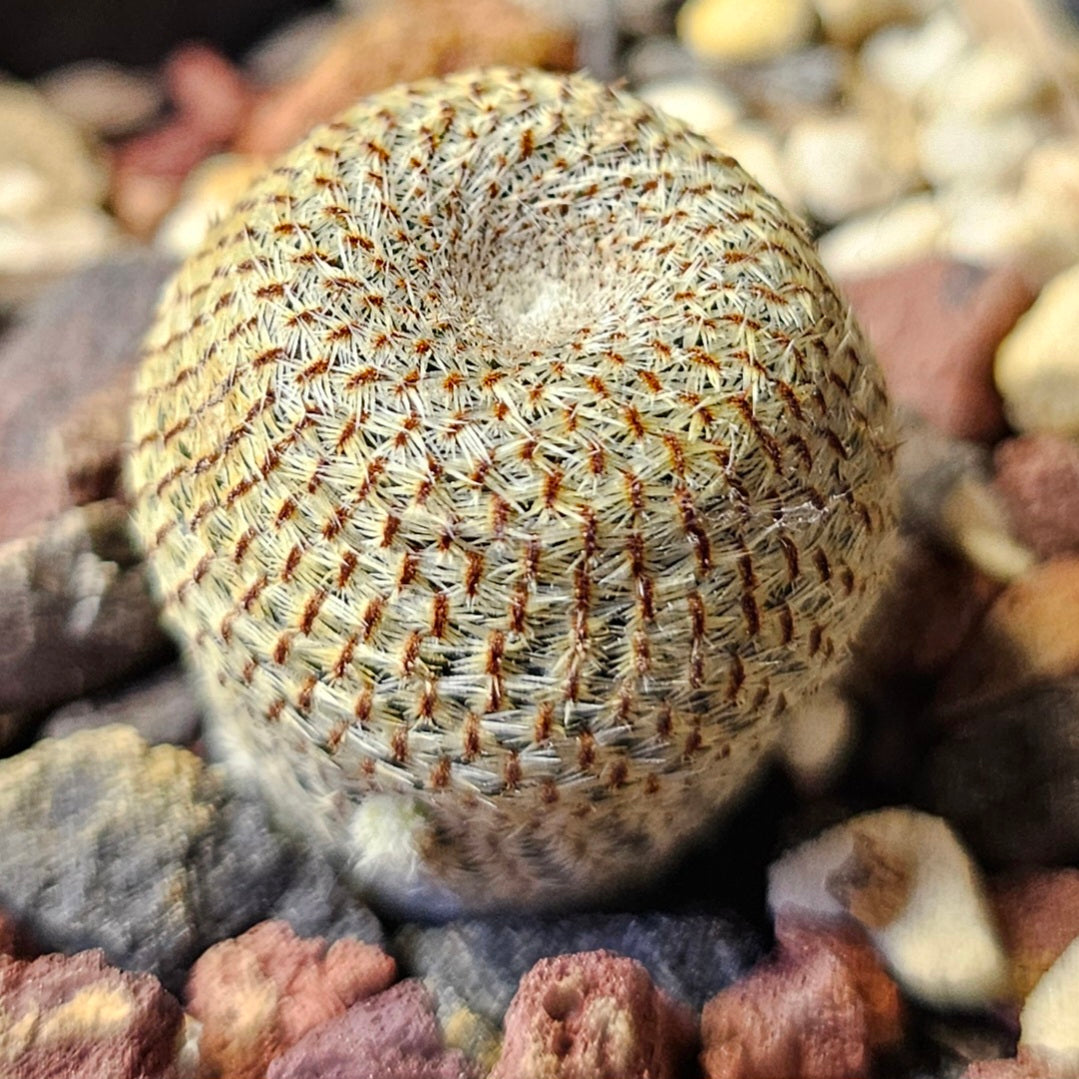 Cactus Bundle – 4 Plants (Radiant Rebutia)