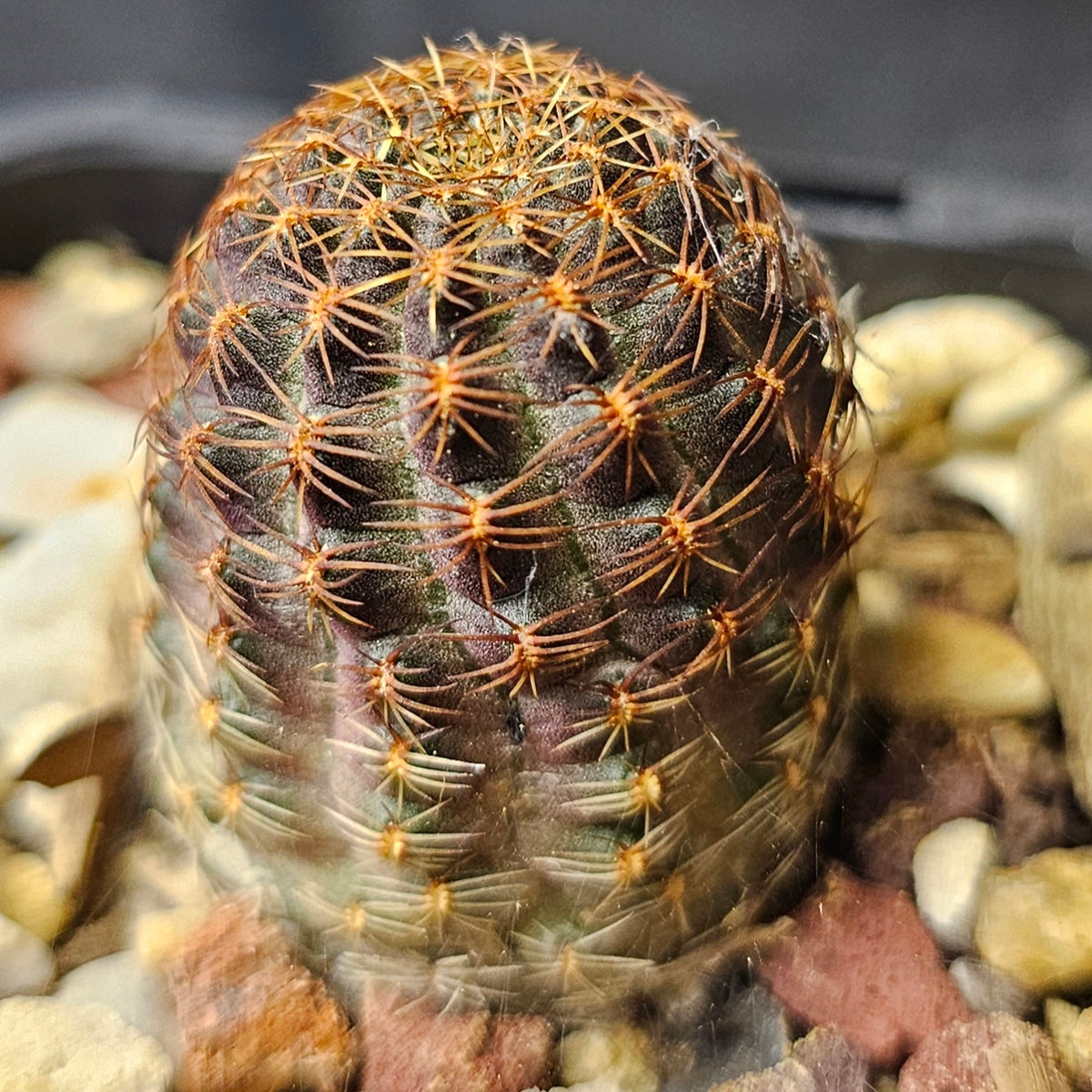 Cactus Bundle – 4 Plants (Radiant Rebutia)