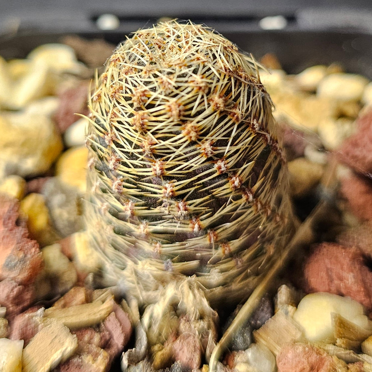 Cactus Bundle – 4 Plants (Radiant Rebutia)