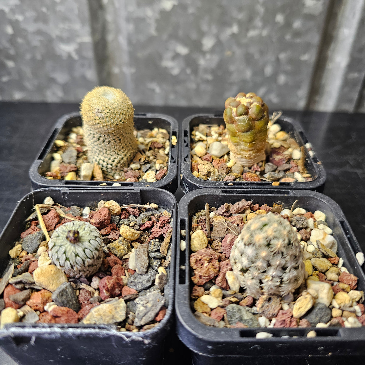 Cactus Bundle – 4 Plants (Collectors Exclusive)