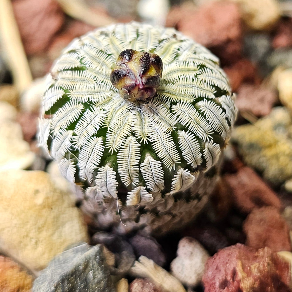Cactus Bundle – 4 Plants (Collectors Exclusive)