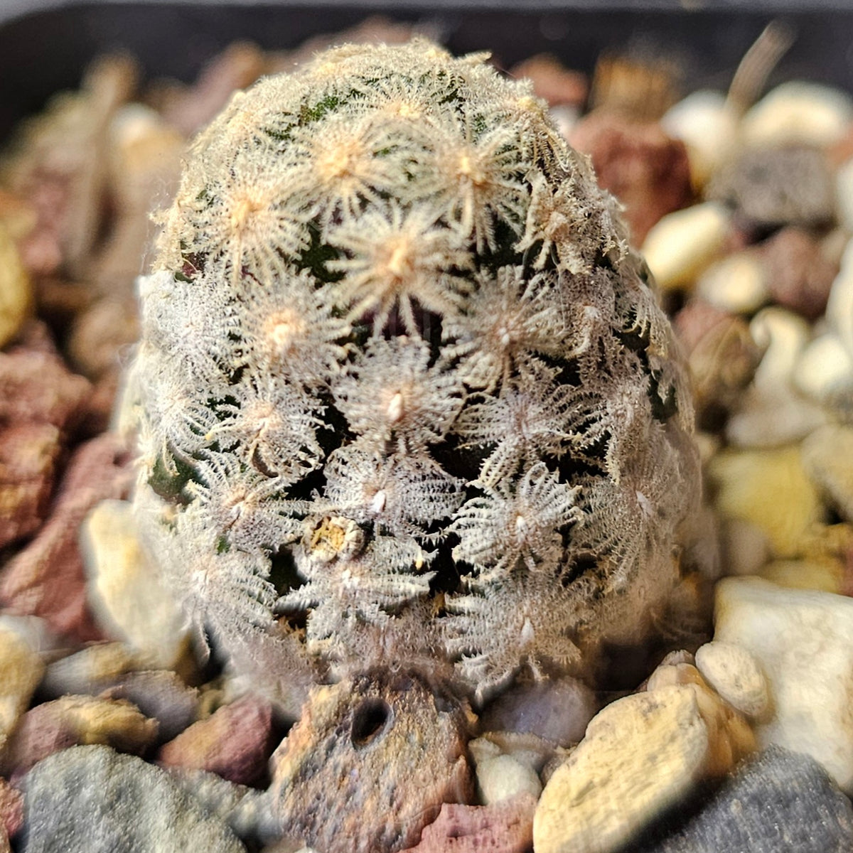 Cactus Bundle – 4 Plants (Collectors Exclusive)