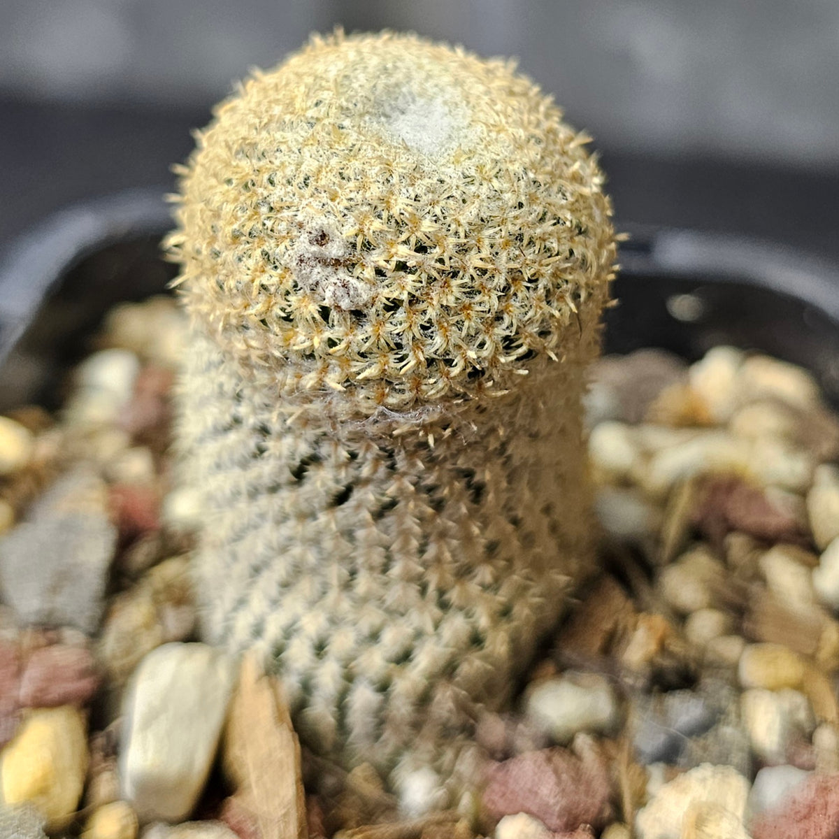 Cactus Bundle – 4 Plants (Collectors Exclusive)