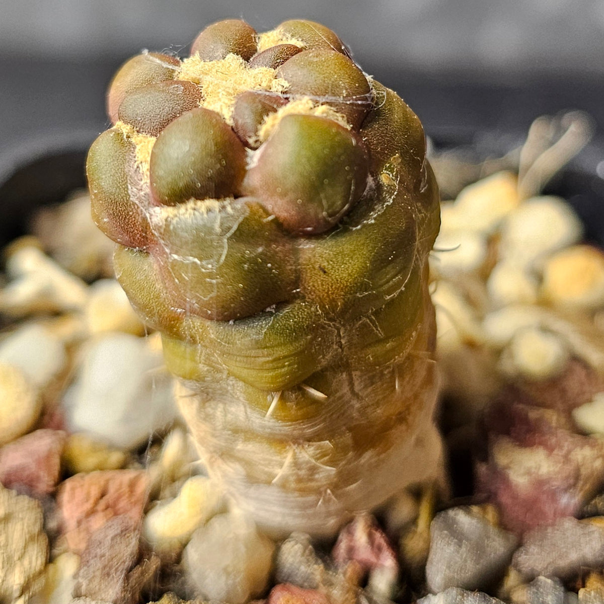 Cactus Bundle – 4 Plants (Collectors Exclusive)