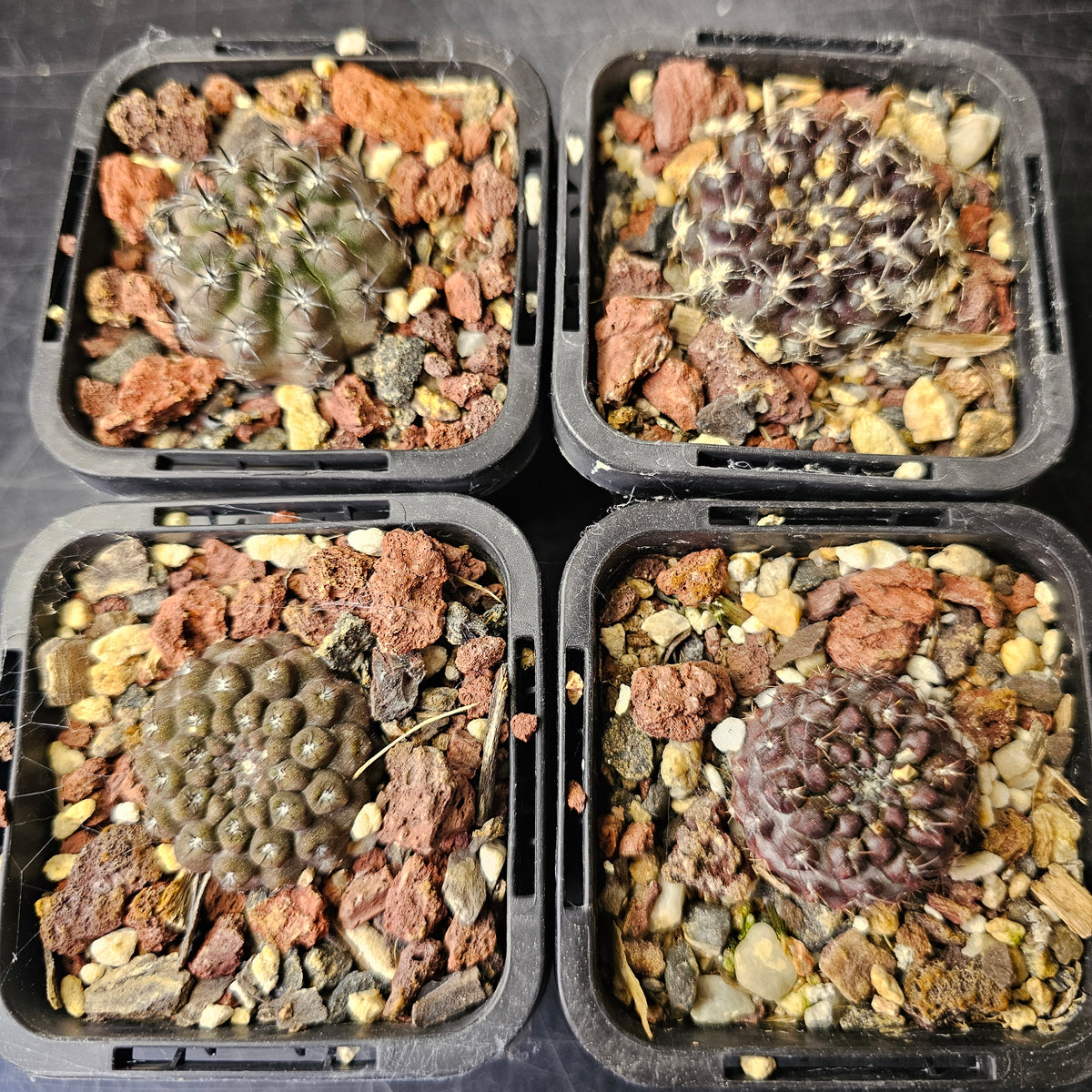 Cactus Bundle – 4 Plants (Desert Noir Eriosyce)