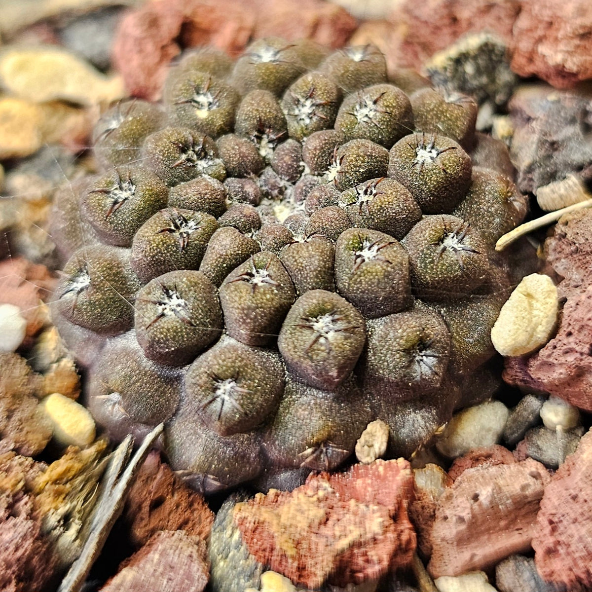 Cactus Bundle – 4 Plants (Desert Noir Eriosyce)