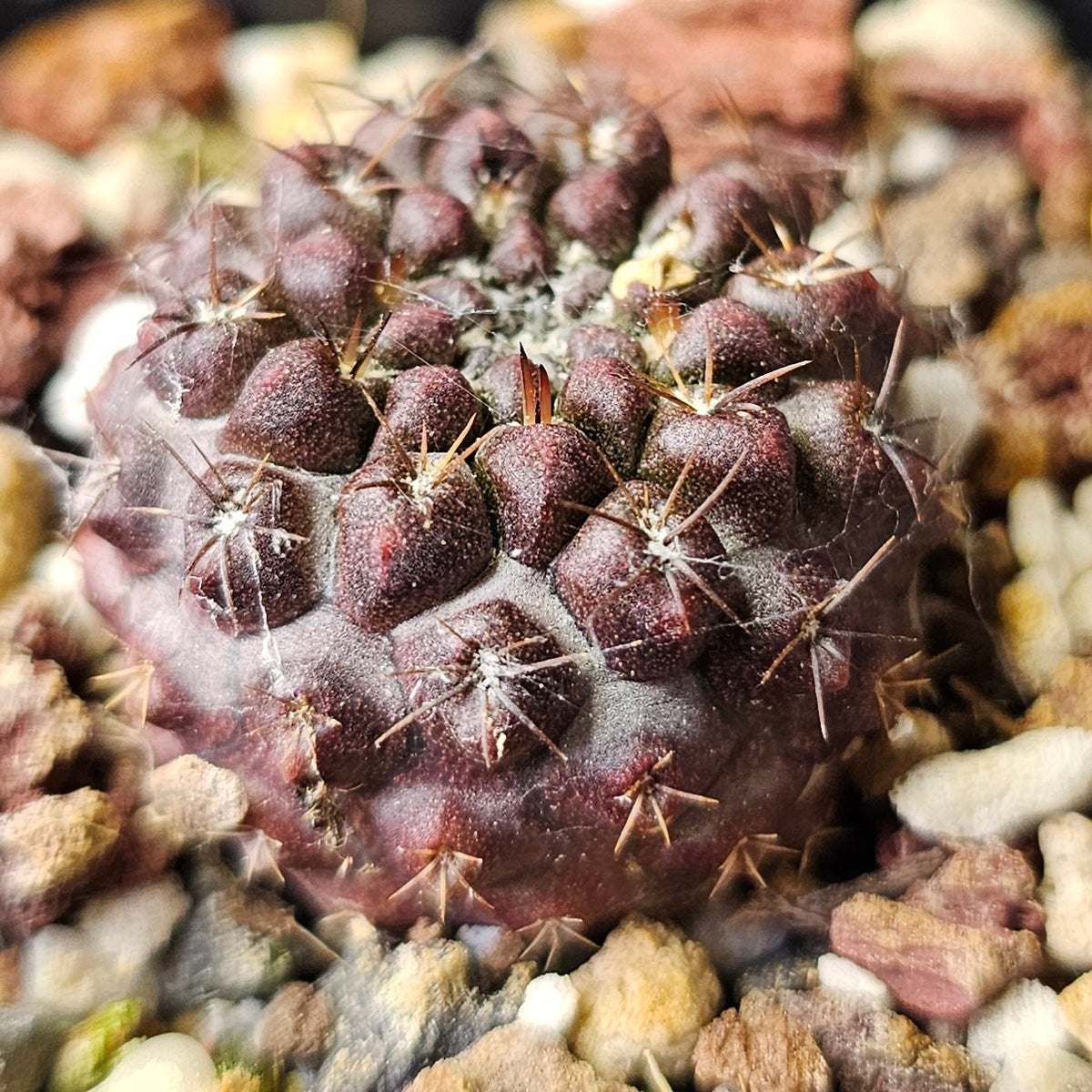 Cactus Bundle – 4 Plants (Desert Noir Eriosyce)
