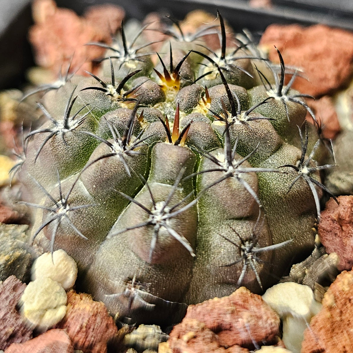 Cactus Bundle – 4 Plants (Desert Noir Eriosyce)