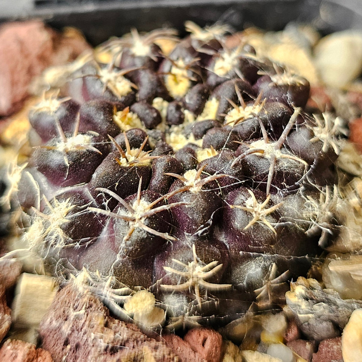 Cactus Bundle – 4 Plants (Desert Noir Eriosyce)