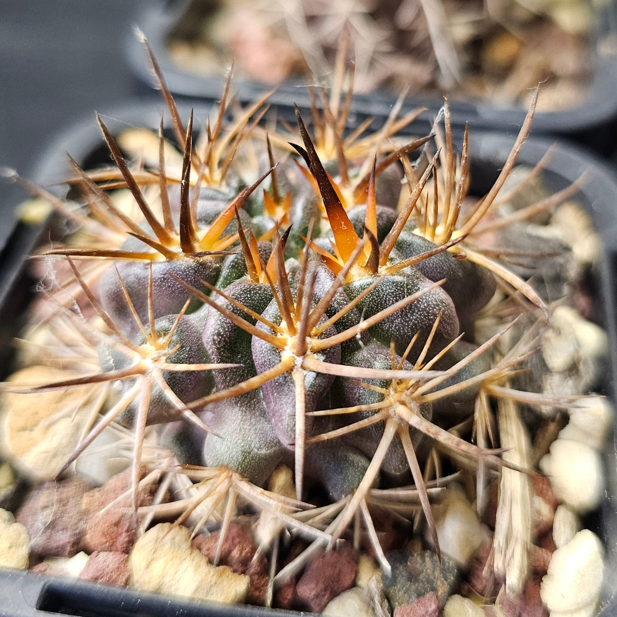 Cactus Bundle – 4 Plants (Eriosyce Spine Select)