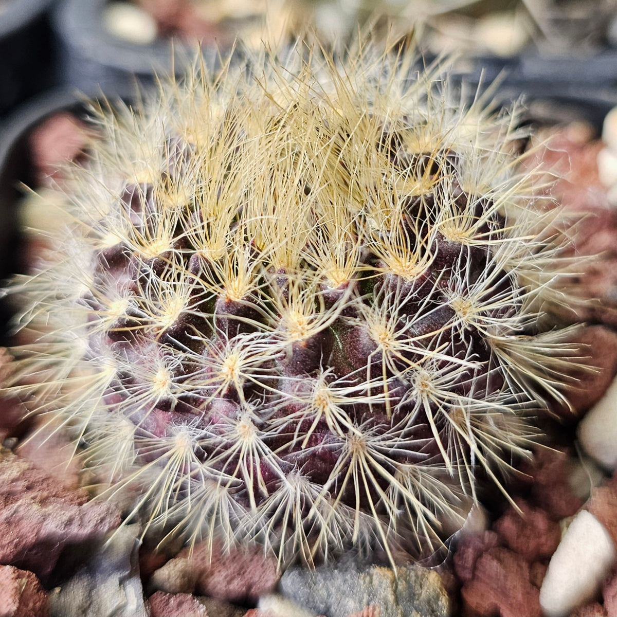 Cactus Bundle – 4 Plants (Eriosyce Spine Select)