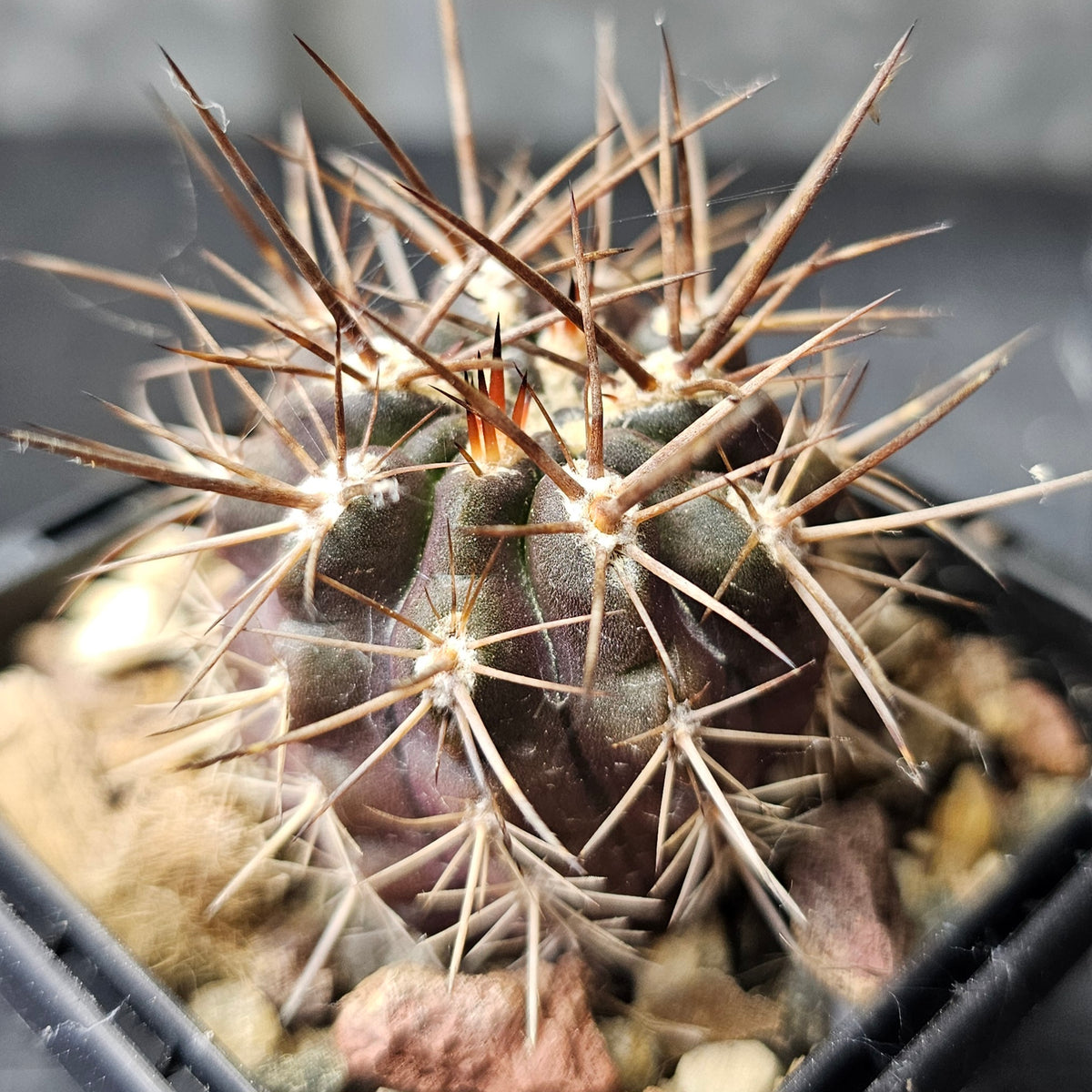 Cactus Bundle – 4 Plants (Eriosyce Spine Select)
