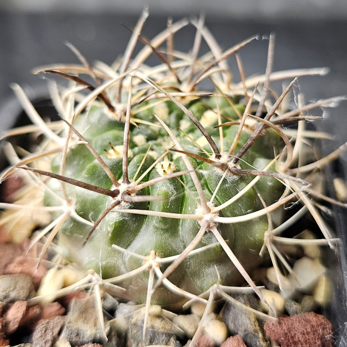 Cactus Bundle – 4 Plants (Eriosyce Spine Select)