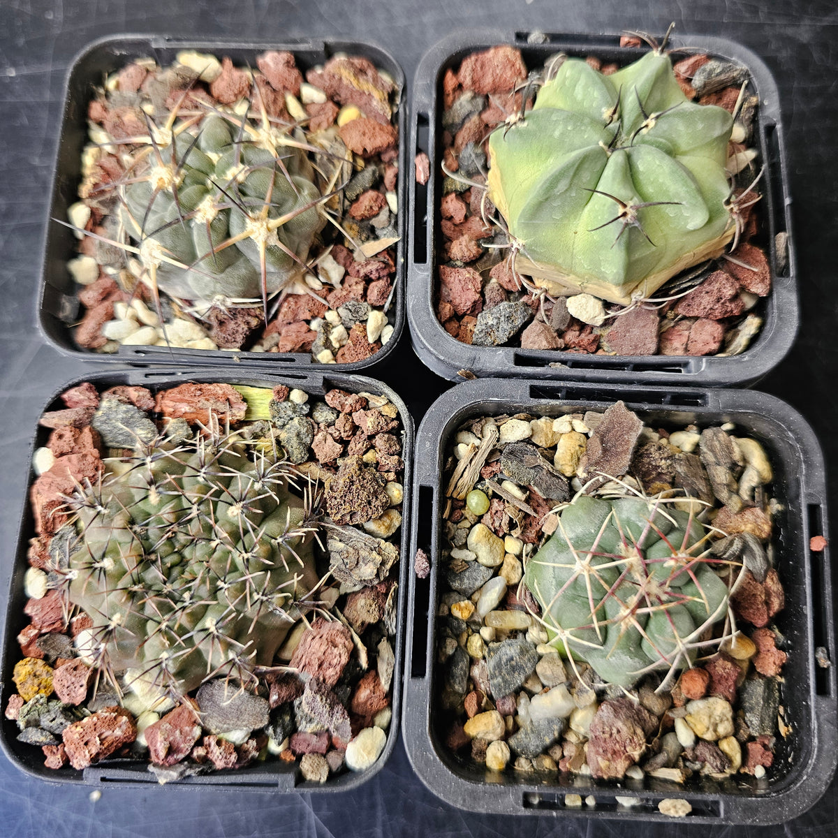 Cactus Bundle – 4 Plants (Fierce and Frosty)