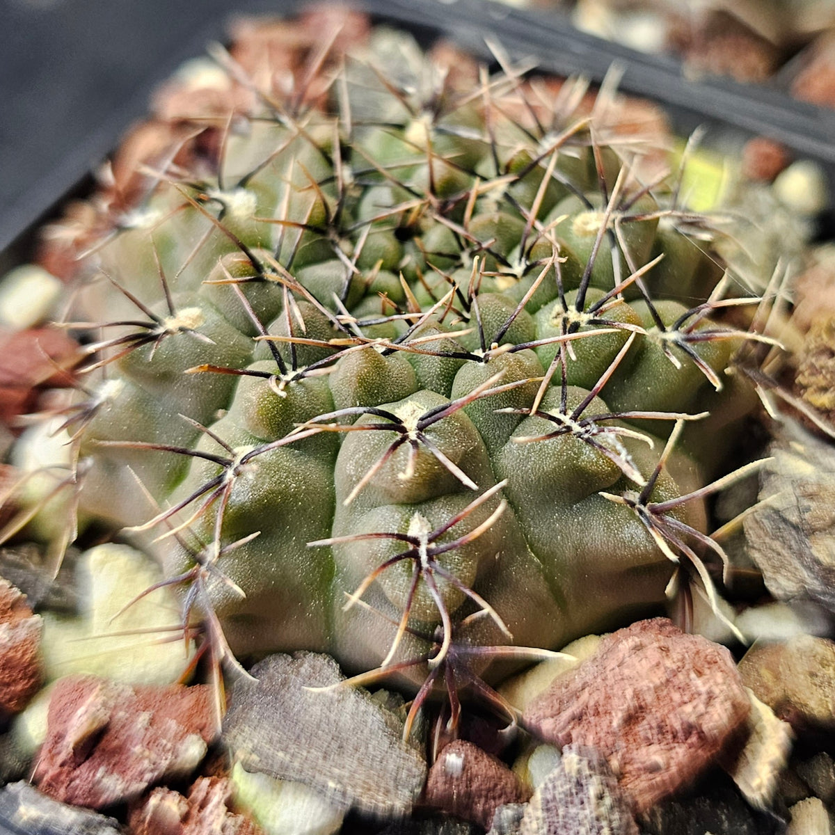Cactus Bundle – 4 Plants (Fierce and Frosty)