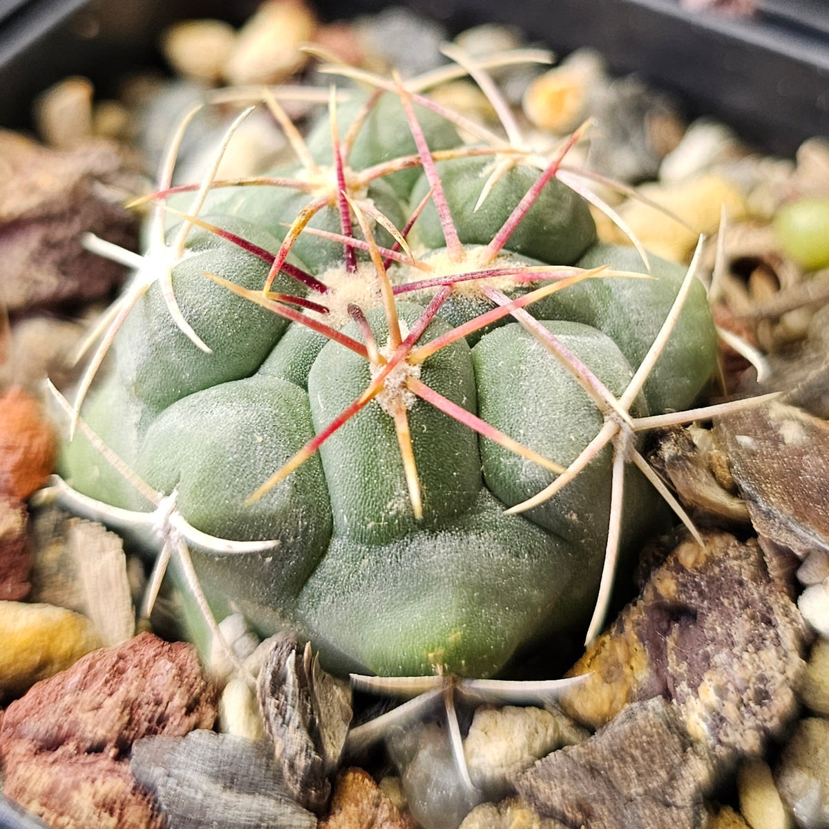 Cactus Bundle – 4 Plants (Fierce and Frosty)