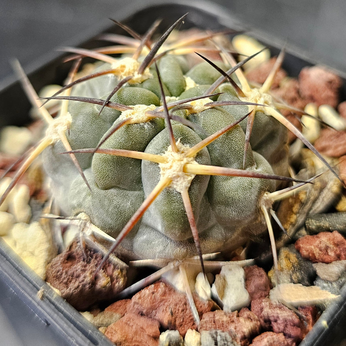 Cactus Bundle – 4 Plants (Fierce and Frosty)